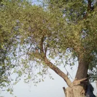 کنار