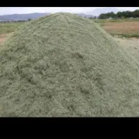 یونجه درجه یک