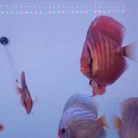 ماهی دیسکس  گرید خوب|ماهی|مشهد, بلال|دیوار