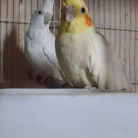 جفت طوطی عروس هلندی|پرنده|بجنورد, |دیوار