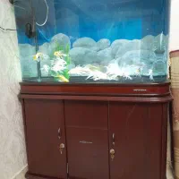 آکواریوم خم جیانگ اصل|ماهی|تبریز, |دیوار