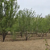 باغ بادام و سنجد در کنار اتوبان آذرشهر عجب شیر|فروش زمین و ملک کلنگی|آذرشهر, |دیوار