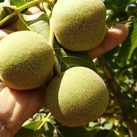 فروش انواع نهالهای مقاوم وپر بازده برای تمام مناطق|خدمات باغبانی و درختکاری|شیراز, قلات|دیوار