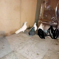 کبوتر ۶ تا یکجایی|پرنده|پاکدشت, پاکدشت (مامازند)|دیوار