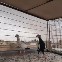 کبوترجفتگاه کاردرست