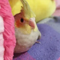 عروس هلندی زیبا و کشیده|پرنده|کلاچای, |دیوار