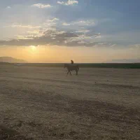 اجاره ۵۲ هکتار زمین کشاورزی شهرآشوب اقلید(فارس)