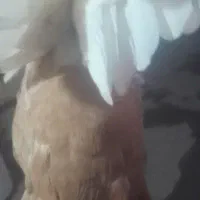 دم زرد نر مست مست