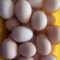 تخم مرغ بومی