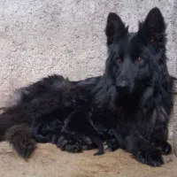 توله ژرمن شیپرد بلک مو بلند 2ماهه|سگ|مشهد, ویلاشهر|دیوار