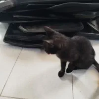 گربه  dsh|گربه|اصفهان, بهارستان (مخابرات)|دیوار