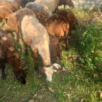 گوسفند داشتی با بره نر|حیوانات مزرعه|شیرگاه, |دیوار