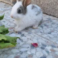 بچه خرگوش