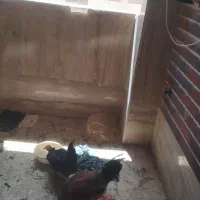 مرغ وخروس محلی