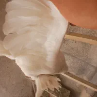 کبوتریاهوسفید ماده