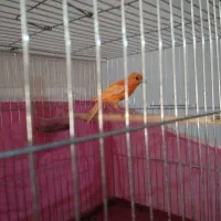 قناری گلاستر سرخ ماده مست