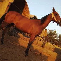 مادیون|اسب و تجهیزات اسب‌سواری|تهران, بلورسازی|دیوار