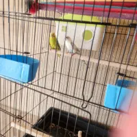 مرغ عشق و فنچ|پرنده|هشتگرد, هشتگرد قدیم|دیوار