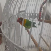 طوطی  نرماده