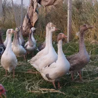 غاز محلی اصل