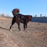 واگزاری سگ قهدریجان|سگ|رودشت (اصفهان), |دیوار