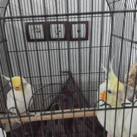 یکجفتعروسهلندی لوتینوباقفس