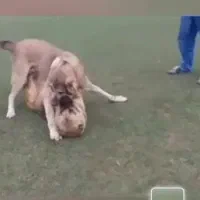 سگ پژدر|سگ|فشاپویه, |دیوار