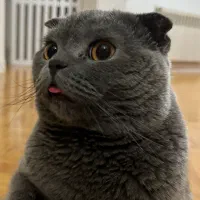 واگذاری گربه