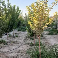فروش زمین باق ویلا درچناران روستای جوکار|فروش زمین و ملک کلنگی|چناران, |دیوار