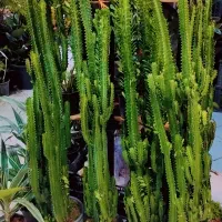 گل طبیعی و آپارتمانی افوربیا عمده و تک