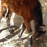 فروش الاغ و کره اسب مادیان|حیوانات مزرعه|اشتهارد, |دیوار