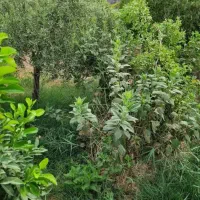 فروش-زمین-90-هکتاری-یک-رو-سند-تک-برگ