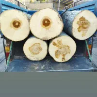 خرید و بورش انواع چوب|خدمات باغبانی و درختکاری|مبارکه, |دیوار