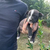 توله پیت بول|سگ|ساری, |دیوار