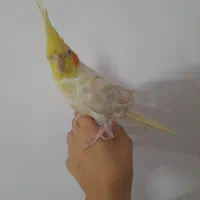 عروس هلندی