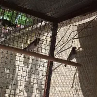سهره نر و ماده جفت آماده