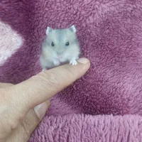 همستر کمپل نر سفید طوسی و یکی شکلاتی