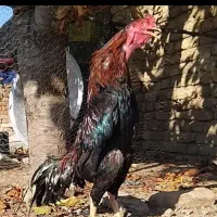 خروس ومرغ لاری