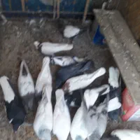 گبوتر۱۵عدد|پرنده|قزوین, |دیوار