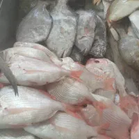 آن ماهی جنوب دریای|ماهی|یزد, |دیوار