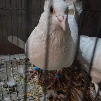 طوقی و سفید