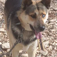 سگ ژرمن هاسکی نگهبان