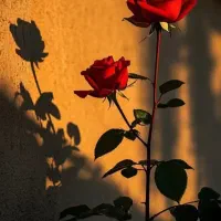 ضامن برای وام ازدواج|خدمات مالی، حسابداری، بیمه|اندیمشک, |دیوار