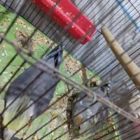 جفت عروس هلندی شرط مولد