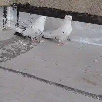 جفت دم سیاه نر کاکلی|پرنده|میانه, |دیوار