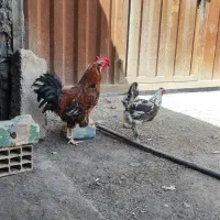 خروس جوان و مرغ تخم گذار