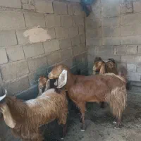 دورگ پاکستانی قیمت۵۰تومان|حیوانات مزرعه|انبارآلوم, |دیوار