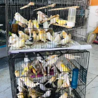 قناری نر و ماده