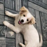 توله سگ|سگ|کاشان, مفتح|دیوار