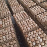 تخم مرغ محلی